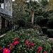 Garden, Historic District, Charleston by congaree