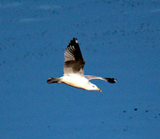 13th Dec 2023 - Dec 13 Sea Gull Above Pond IMG_5670AA