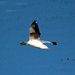 Dec 13 Sea Gull Above Pond IMG_5670AA by georgegailmcdowellcom