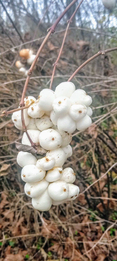 Snowberries by 365projectorgjoworboys