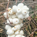 Snowberries by 365projectorgjoworboys