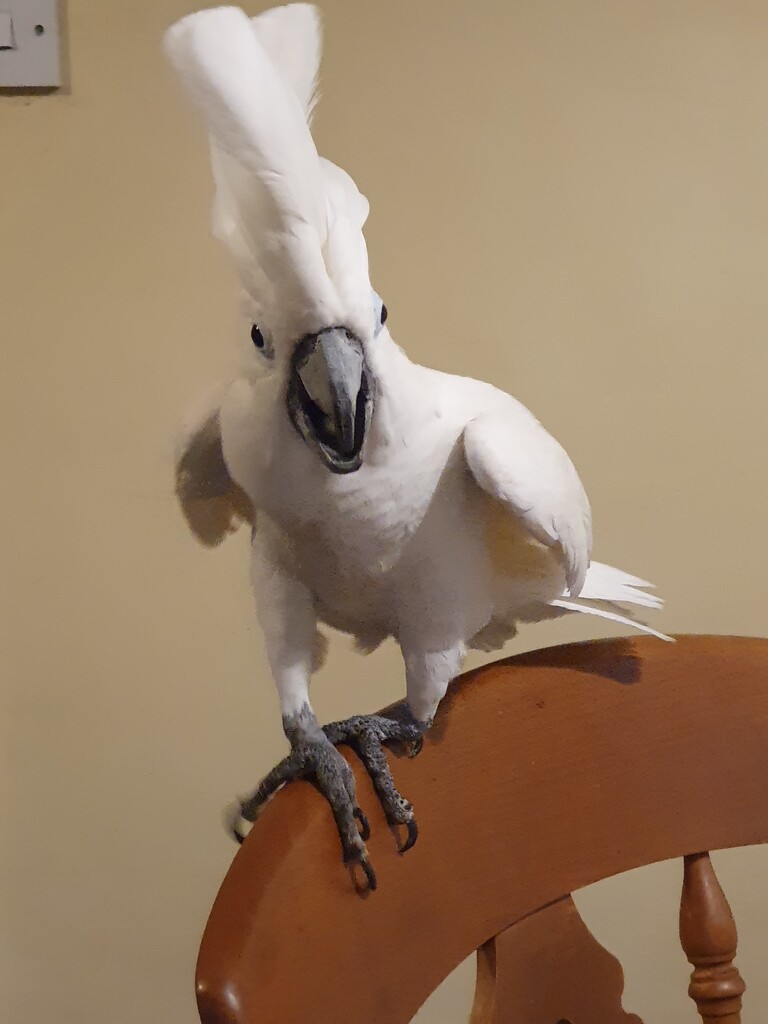 Bas our cockatoo  by rosiekind