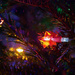 Christmas Lights by gardencat