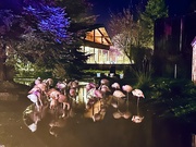 19th Dec 2023 - Flamingos in Sequoia Park Zoo
