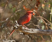 19th Dec 2023 - LHG_1781 Cardinal on the wood perch 