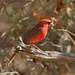 LHG_1781 Cardinal on the wood perch  by rontu