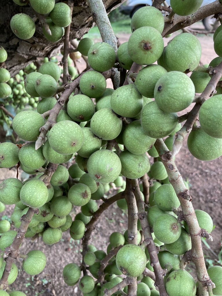 Wild Figs by zambianlass