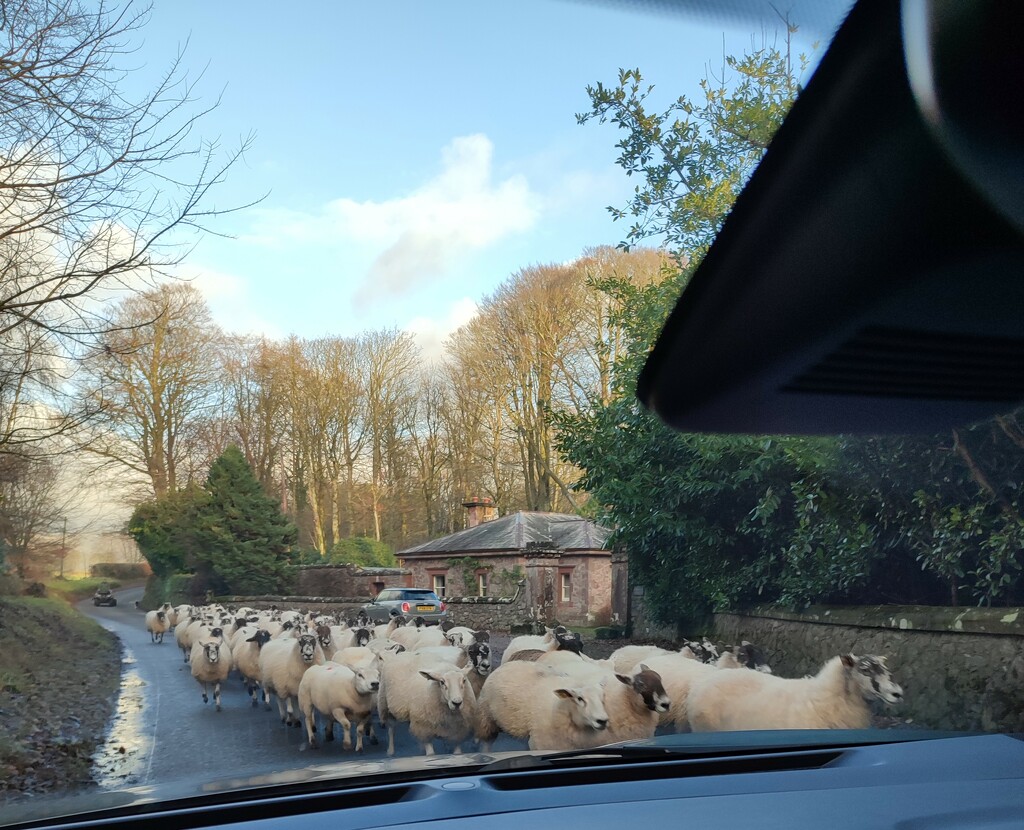 Sheep Jam  by countrylassie