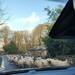 Sheep Jam  by countrylassie