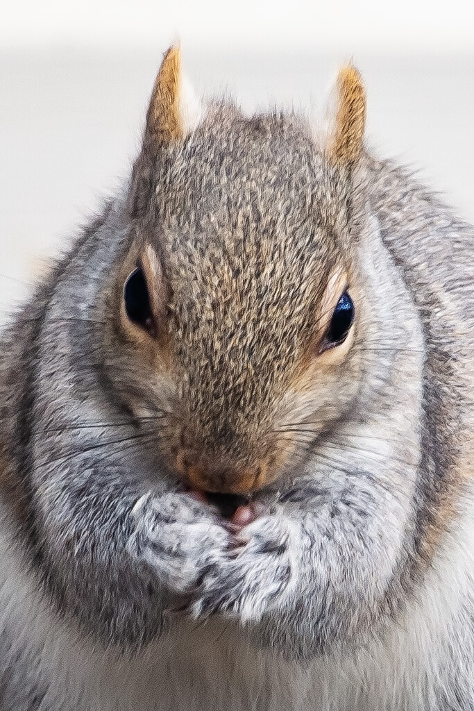 Squirrel  by bobbic