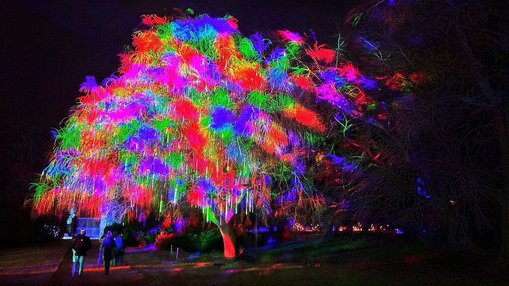 Rainbow Tree by carole_sandford