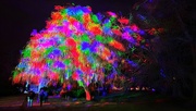 19th Dec 2023 - Rainbow Tree
