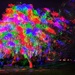 Rainbow Tree by carole_sandford