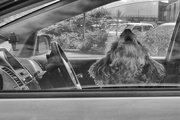 19th Dec 2023 - dogs in cars