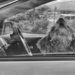 dogs in cars by kali66