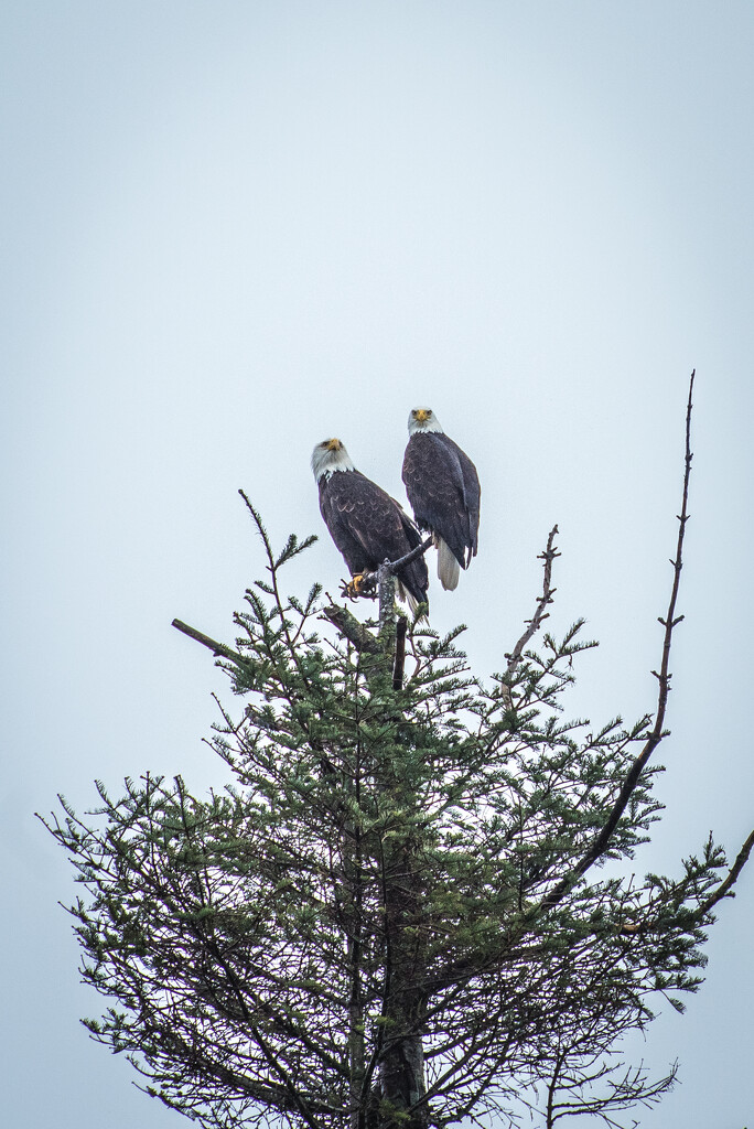 Front Yard Eagles by kwind