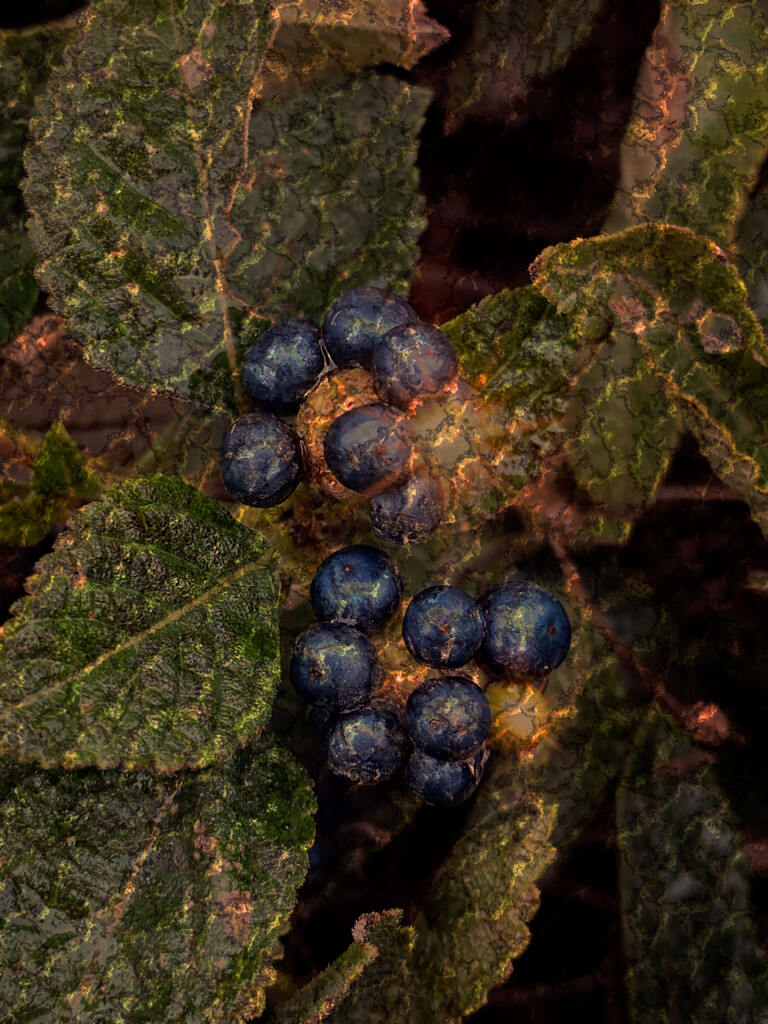 Berries by joysfocus