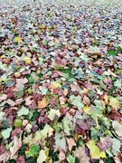19th Dec 2023 - Leaves blanket 