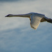 Trumpeter Swan by kareenking