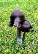 16th Dec 2023 - ~New Mushrooms~
