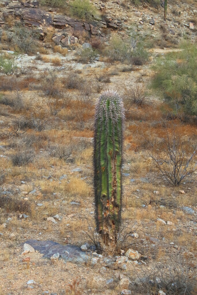 young saguaro by blueberry1222