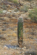 20th Dec 2023 - young saguaro