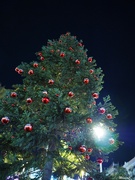 20th Dec 2023 - Under the tree