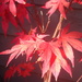 Acer in November by speedwell