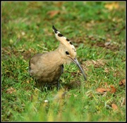 20th Dec 2023 - Another photo of the hoopoe