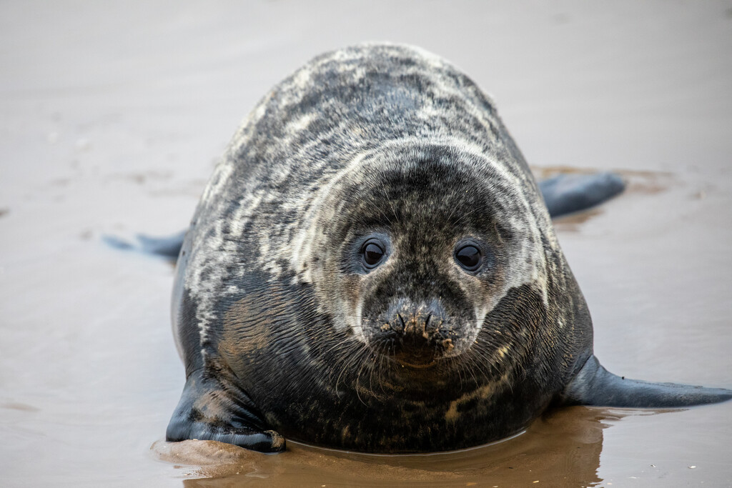 Seal Pup by carole_sandford