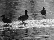 20th Dec 2023 - mallards 