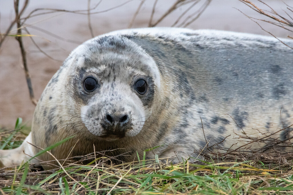 Grey Seal Pup by phil_sandford