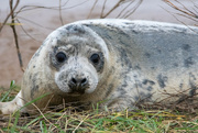 20th Dec 2023 - Grey Seal Pup