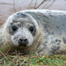 Grey Seal Pup by phil_sandford