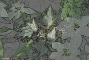 20th Dec 2023 - Begonia and Poinsettias artistic
