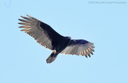 20th Dec 2023 - Turkey Vulture