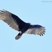 Turkey Vulture by mccarth1