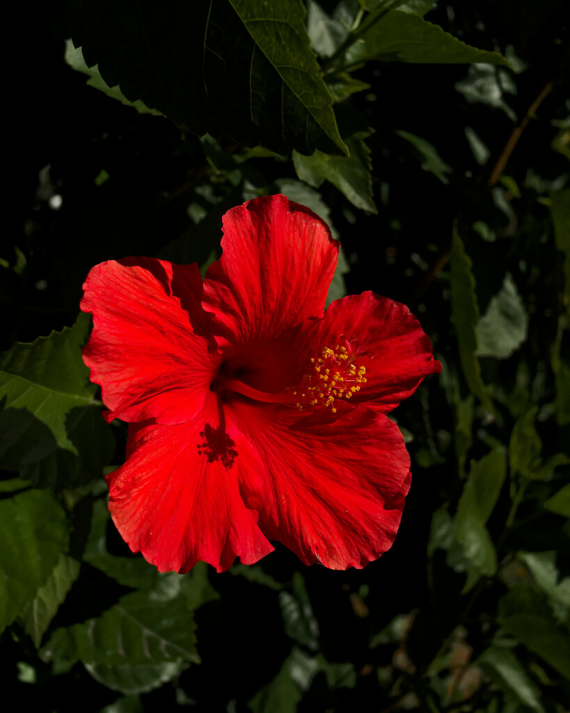 red in a sea of green by aaronosaurus