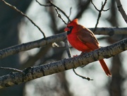 20th Dec 2023 - A Cardinal for Christmas 