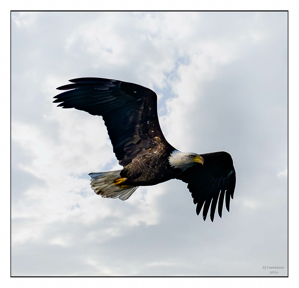 Eagle (again) by bluemoon