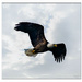 Eagle (again) by bluemoon