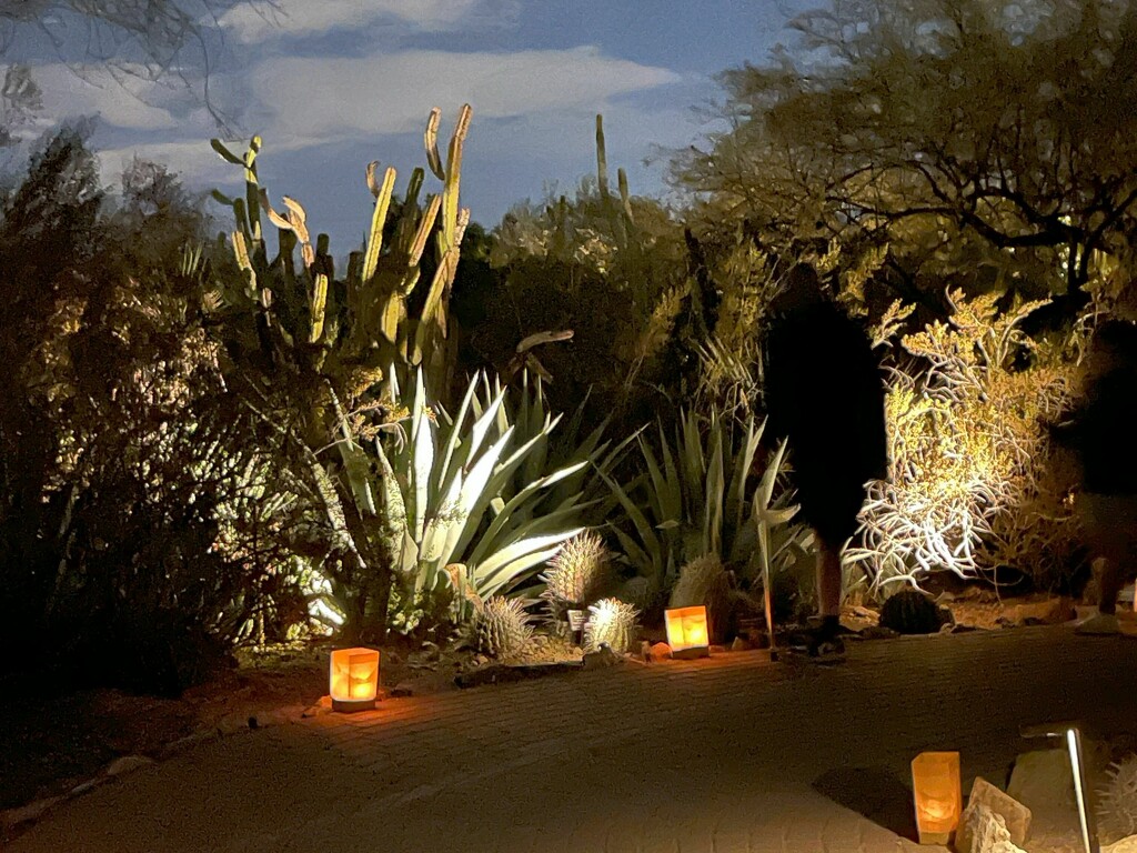 12 19 Cactus lit up by sandlily