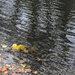 Fallen Leaves by tiaj1402
