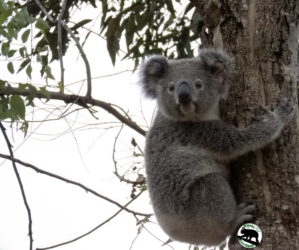 get ready by koalagardens
