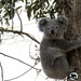get ready by koalagardens