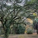 Live oaks and afternoon light by congaree