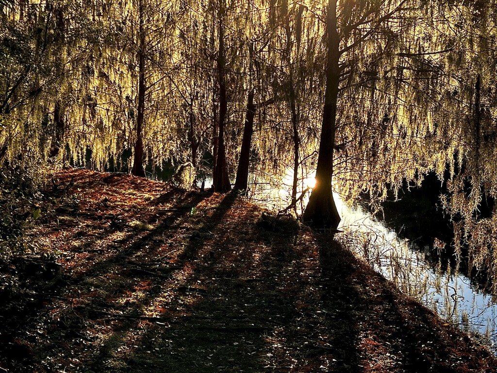 Spanish moss and afternoon shadows along the pond. by congaree