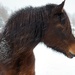 Horse by okvalle