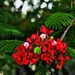  Poinciana Flower  & Bokeh ~ by happysnaps