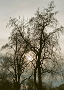 21st Dec 2023 - A spooky tree